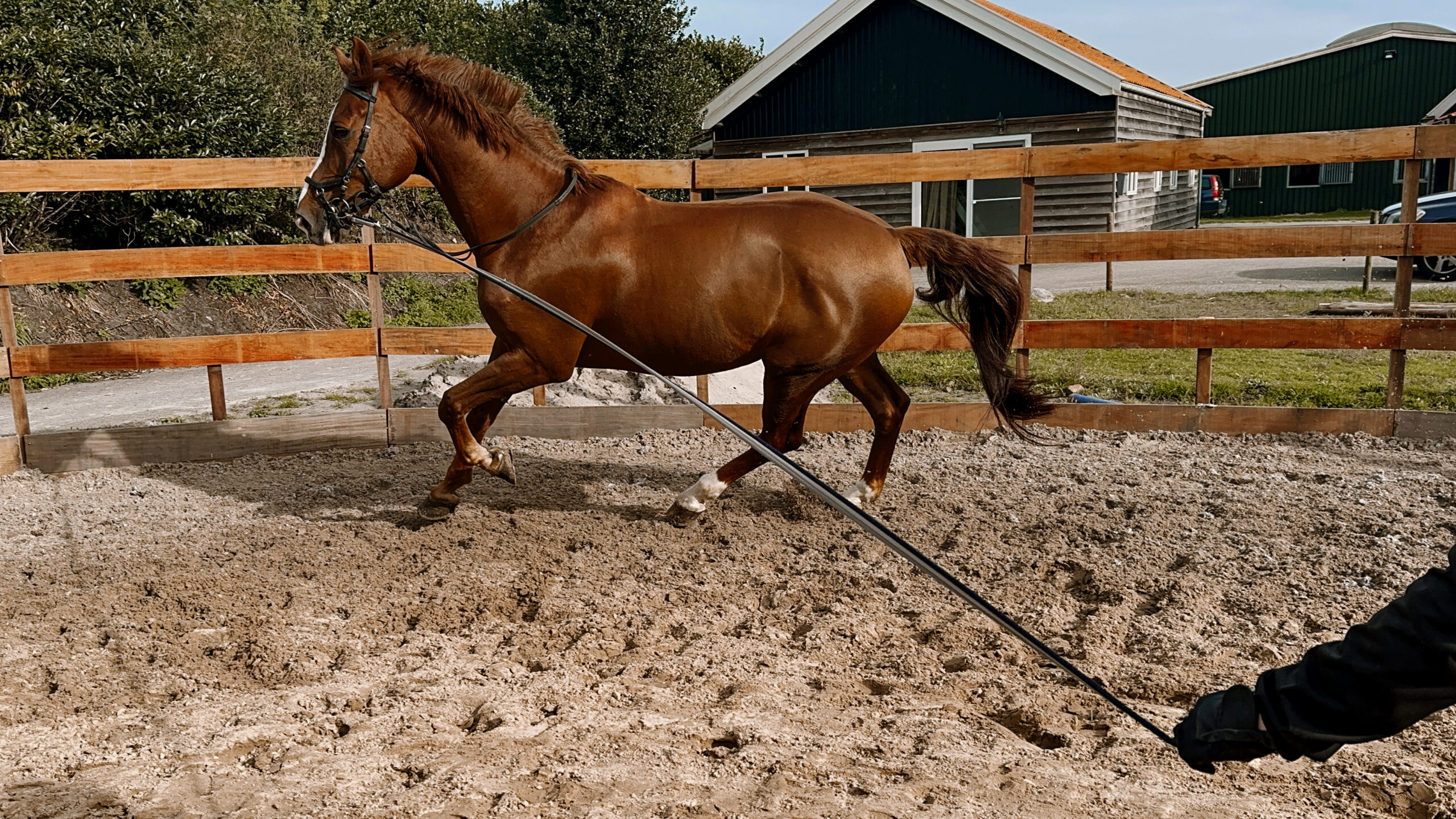 Preset foto filter paard